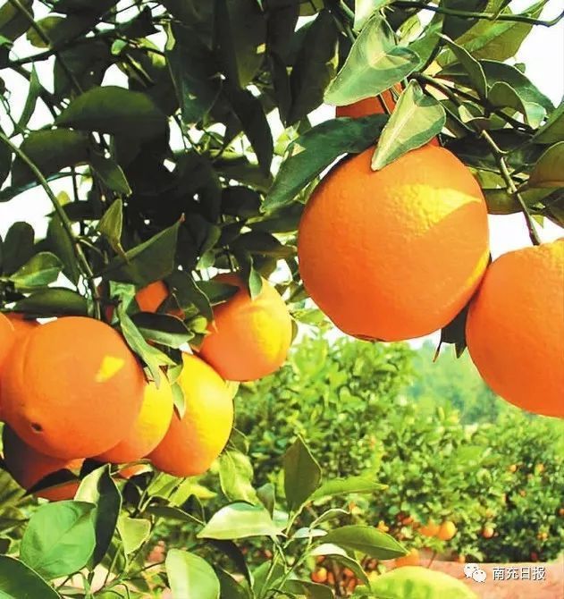 南充建设中国晚熟柑桔之乡,这地方将打造主题