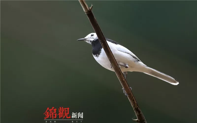 缅甸赌场代理洗码·定了!2020年中国城市轨道交通协会运营管理专业委员会年会将在青岛举办
