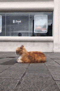 舔狗还能被反舔?动图 小姐姐怎么胳膊肘往外拐啊!