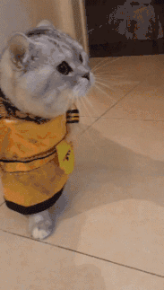 小姐姐，是谁给你的勇气来张开双臂的？