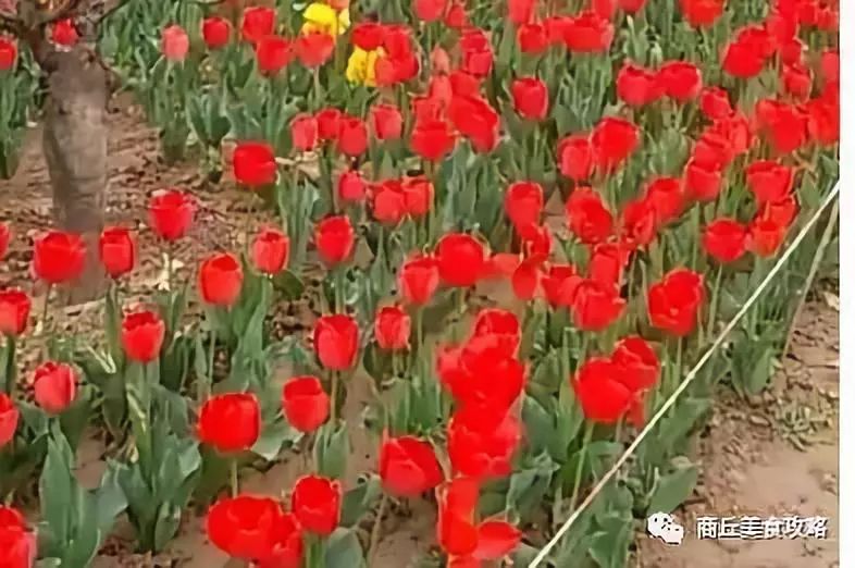 【最全档案】在全国排名再次刷新,来重新认识大美商丘!