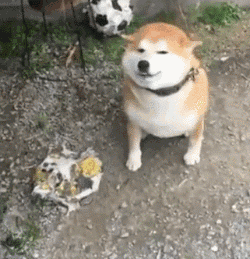 壁纸 动物 狗 狗狗 250_259 gif 动态图 动图