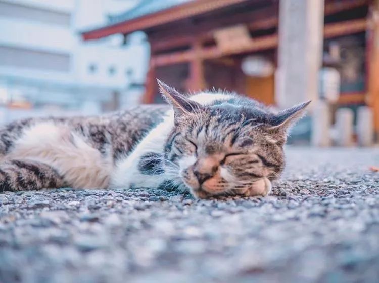 日本这11座猫岛，听说人气已经盖过了奈良小鹿…