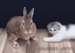 我们一起学喵叫，一起喵喵喵喵？