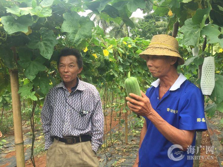 脱贫致富种养能手 海口市美兰区大致坡镇田间