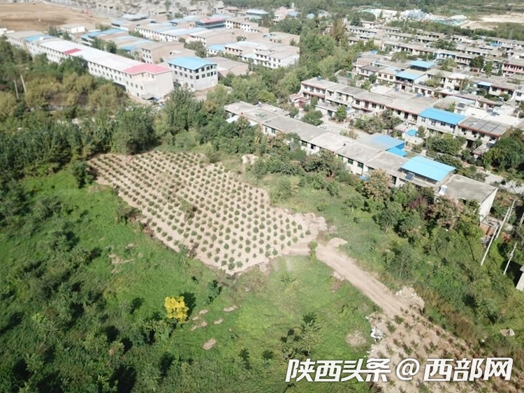 西安鄠邑区全速推进复绿工作 复绿总面积超15