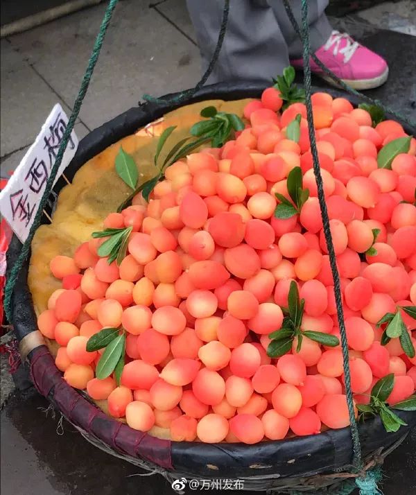 成都街头现网红水果金西梅，专家称其并不新鲜!网友:骗子水果，又贵又难吃!