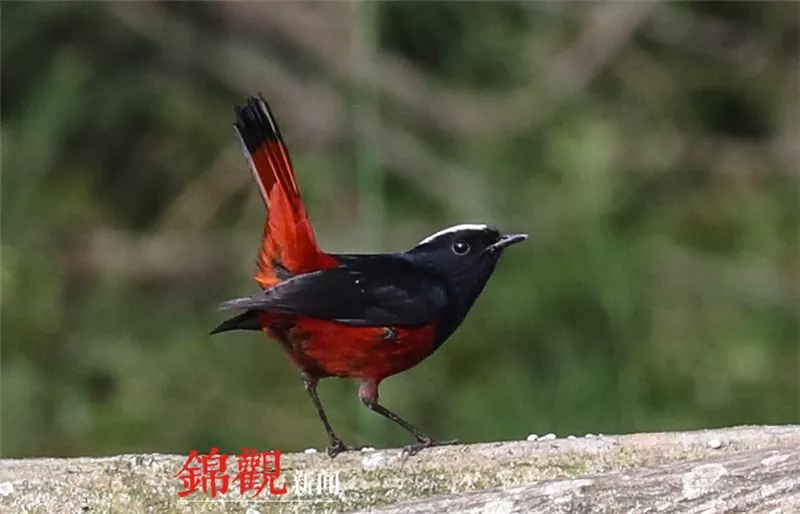 365bet平台棋牌|三一重工:关于2019年第四次临时股东大会延期暨变更会议地址的公告