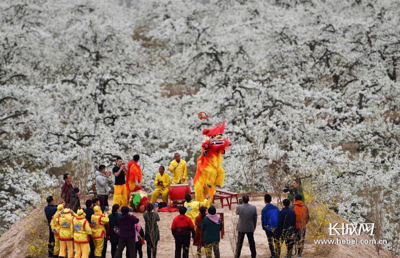 小梨花撬动大市场 赵县清明假期旅游收入突破8000万元