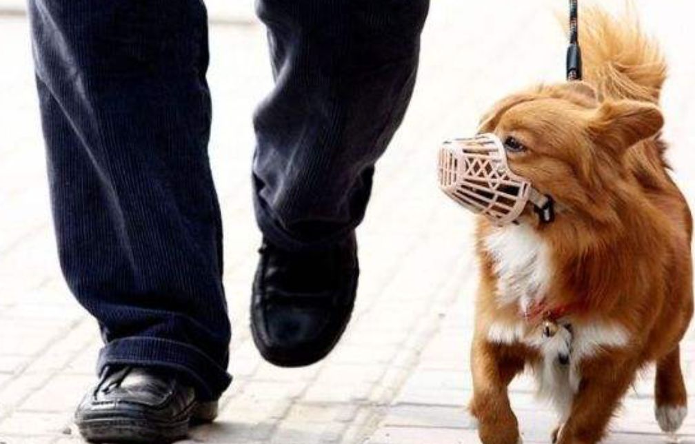 901提醒 | 物业新规出台!小区内遛狗 ,必须牵狗