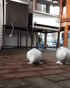 230_291gif 动态图 动图