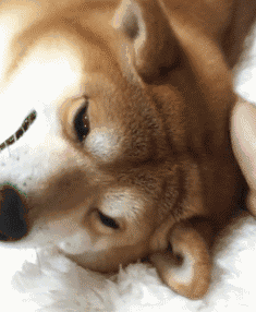 热点| 这只柴犬因笑容治愈爆红网络!网友:承包了我2018年的头像!