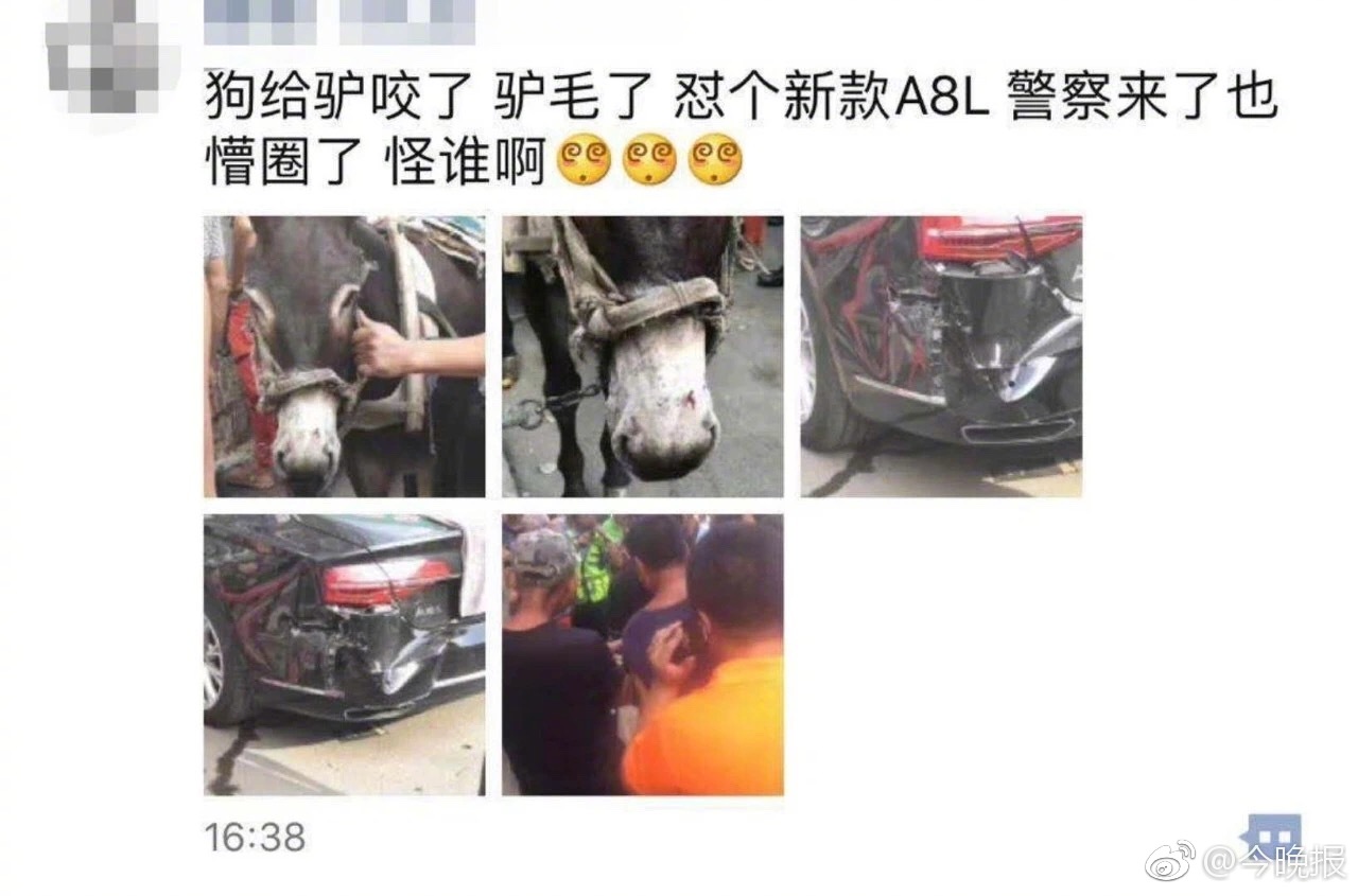 驴被狗咬后撞坏奥迪 奇葩事故令人哭笑不得