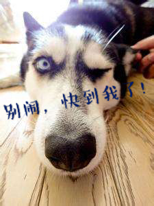 世界最权威狗类智商排行榜:快来看看你家狗子