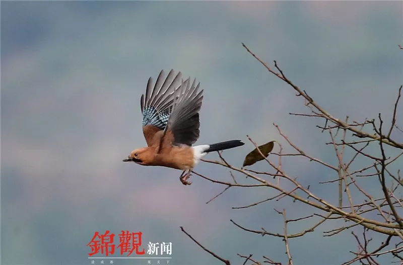 凯旋门体育下注-PPT制作高大上,蓝色商务感十足,计划总结霸气全场