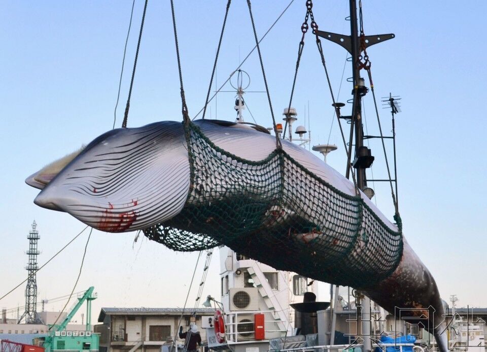 日本也玩退群 拟下周退出国际捕鲸委员会