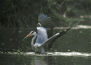 壁纸 动物 鸟 鸟类 310_220 gif 动态图 动图