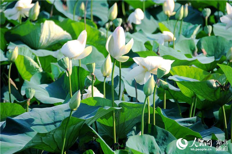 湖北十堰:夏日荷花别样艳