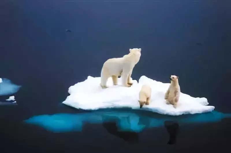 ▲北极斯瓦尔巴特群岛，由于海冰减少，一只北极熊母亲和两只6个月大的幼崽跨越60英里，游回海岸。图片来源：视觉中国