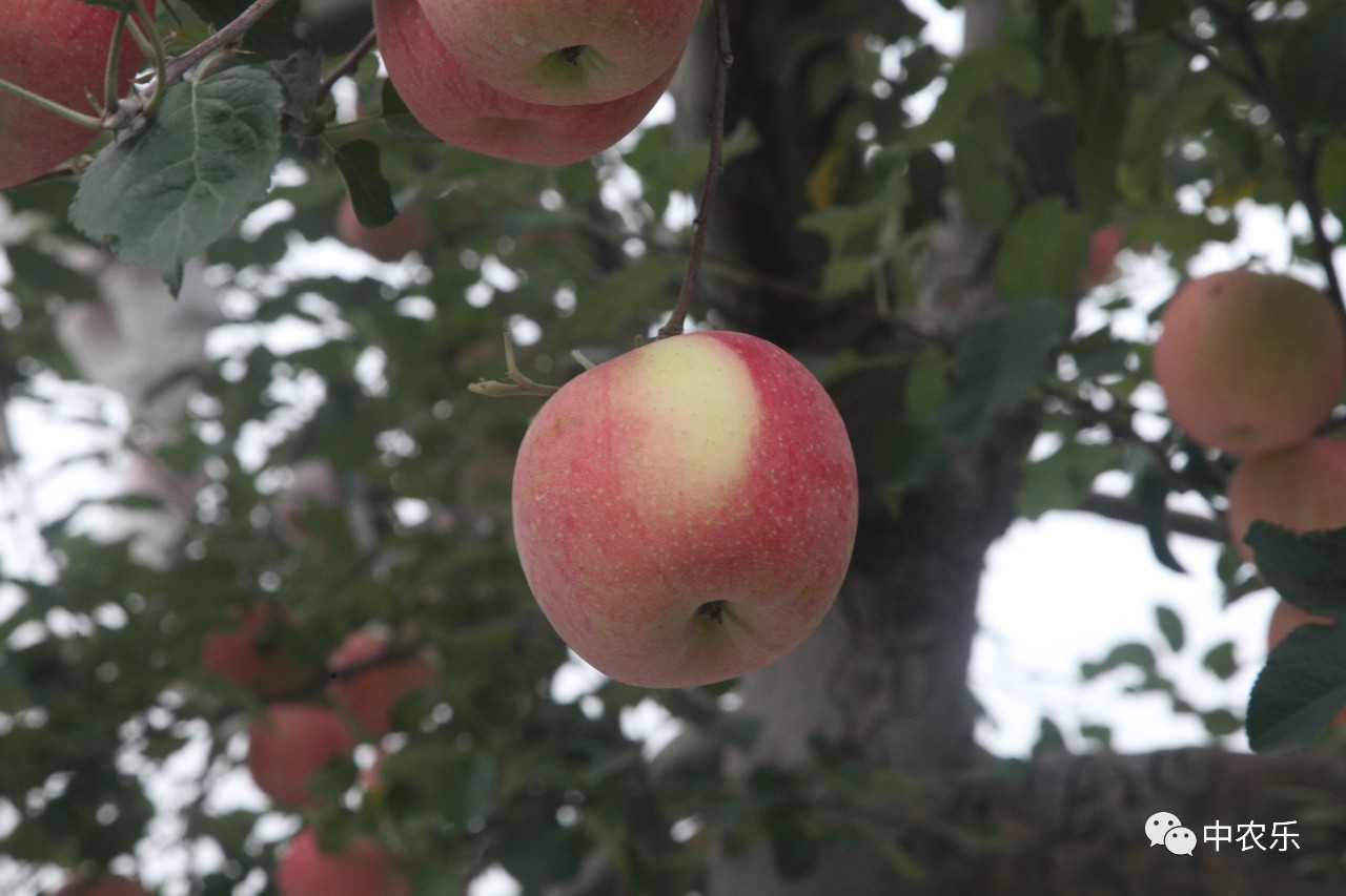 国外苹果栽培为啥有套袋转向无套袋呢?