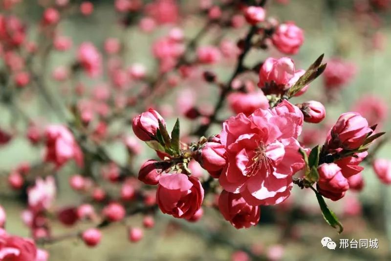 落差50米!邢台首个蹦极项目即将亮相.