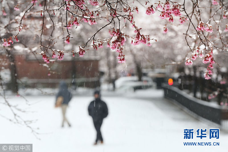美国遭遇春季暴风雪 鲜花雪中绽放
