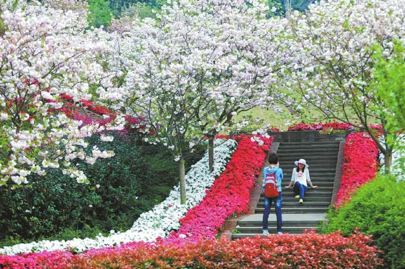 送福利啦!青桔单车60元月卡免费领!川报粉丝专