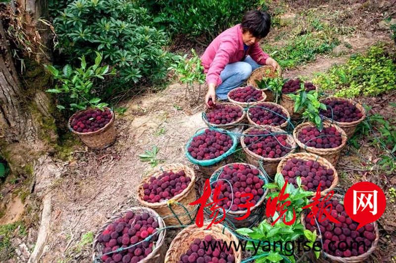 苏州东山杨梅明起开采 价格略有上升