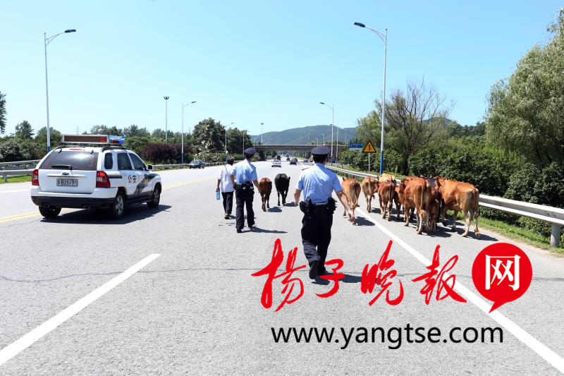宜兴17头牛集体出逃!宜兴警方帮牛找主人