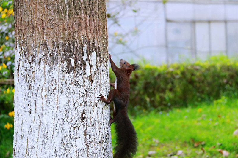 腊肉是放保鲜还是急冻