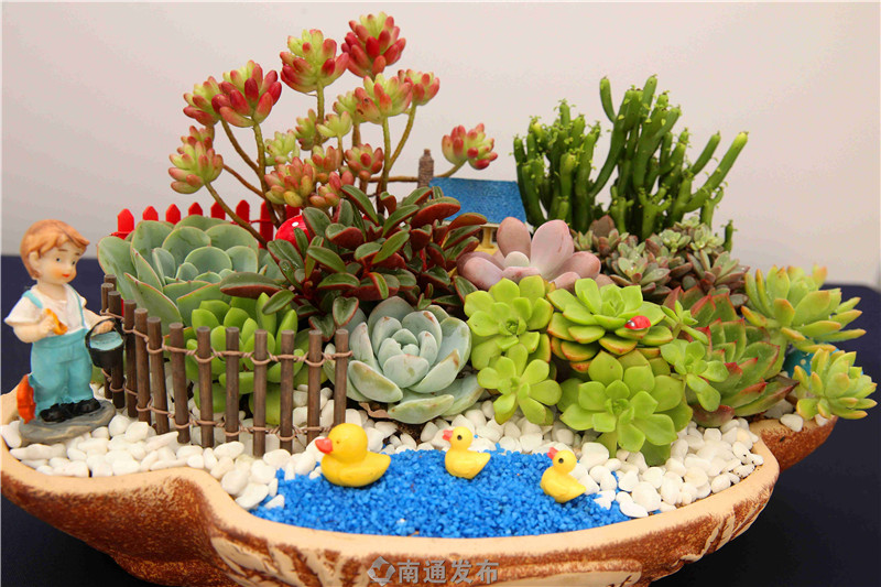 全国组合盆栽高手齐聚如皋