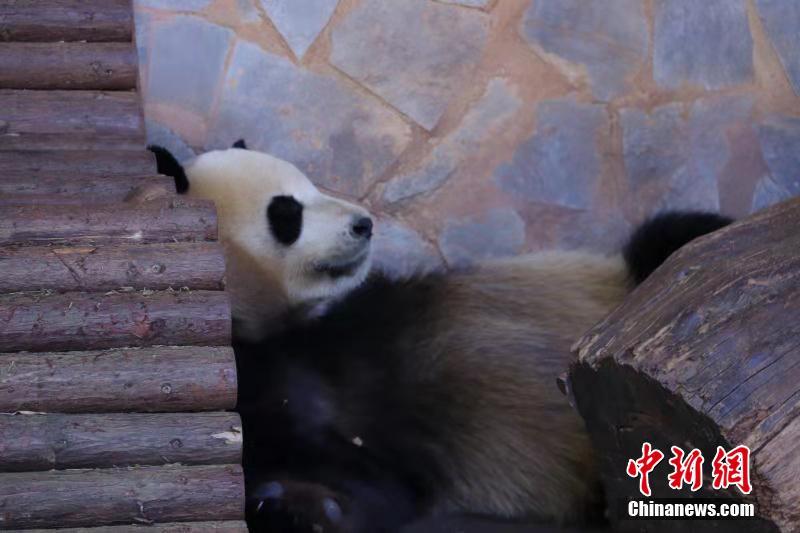 殴美人动物PPT免费，在线观看与剧情介绍