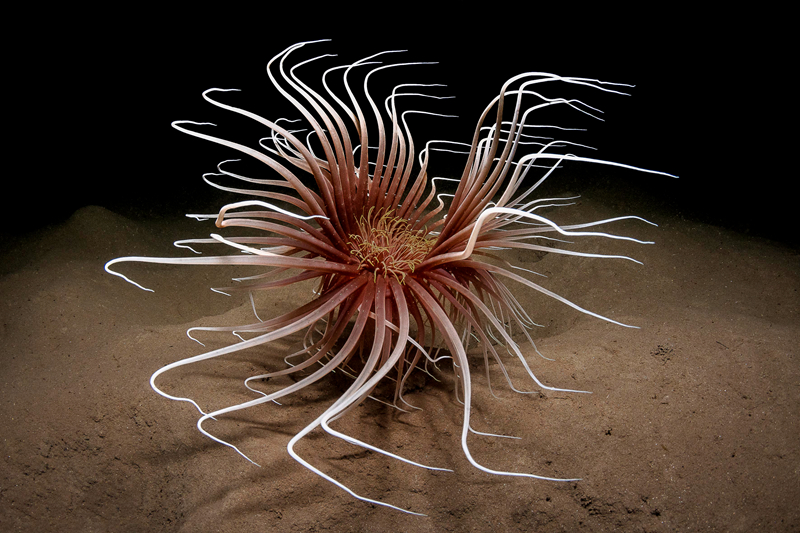  雀巢能恩全护是水解奶粉吗？了解一下相关知识