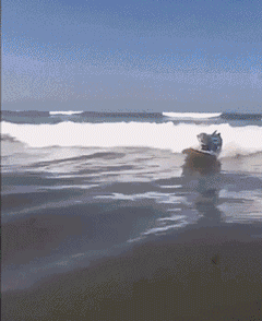 柯基经历过一次严重受伤和手术,主人为了帮助它恢复,带它玩冲浪,没