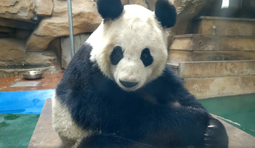 网友呼吁高龄大熊猫不应外展 官方：目前状况良好