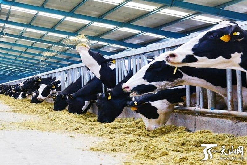 新疆现代畜牧业发展迎来新格局