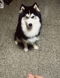 爆笑gif:二哈神犬,果然是上帝造狼时候随手打的草稿
