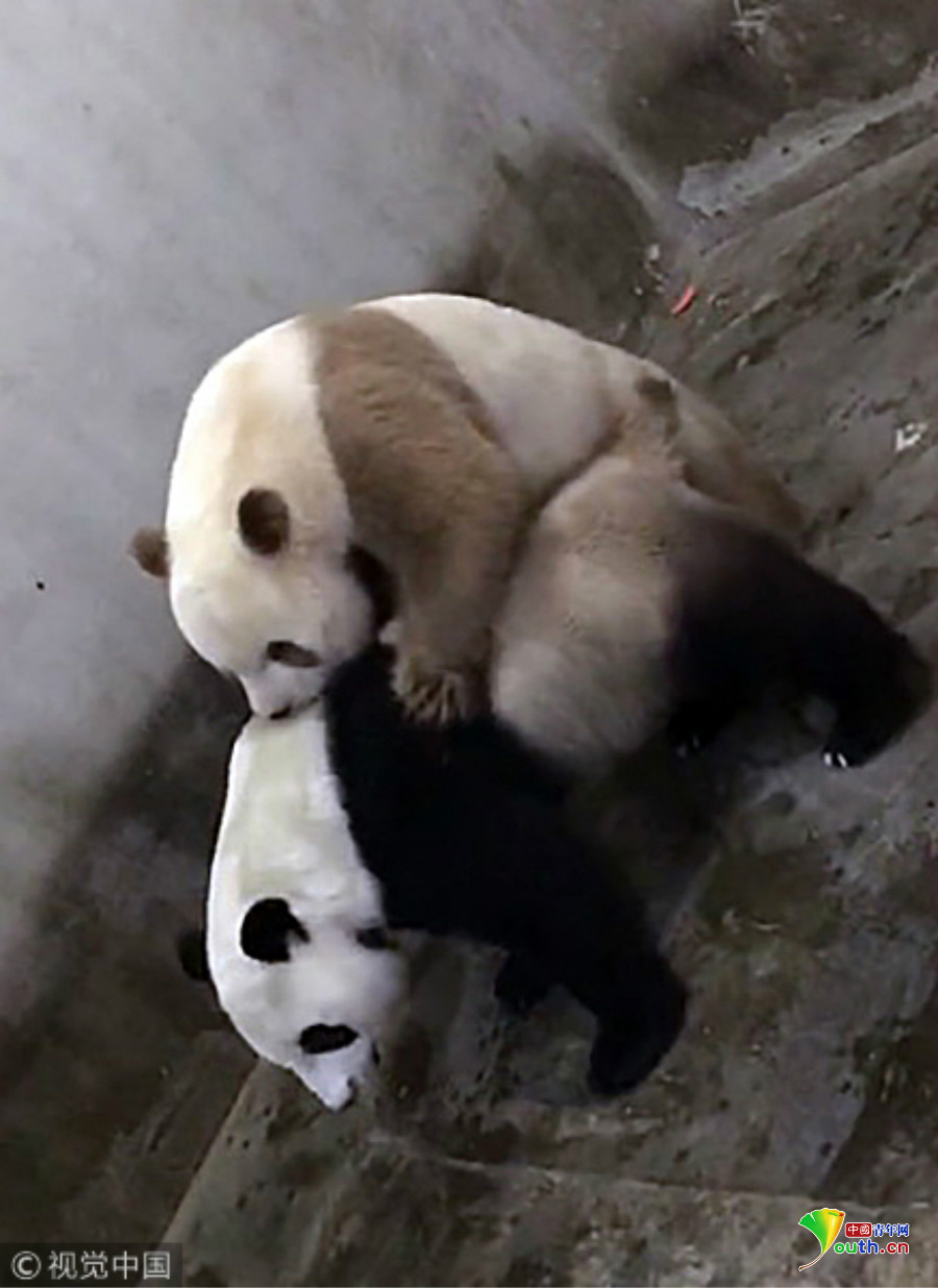 野生动物抢救饲养研究中心的9岁大熊猫七仔和大熊猫珠珠参与自然繁殖