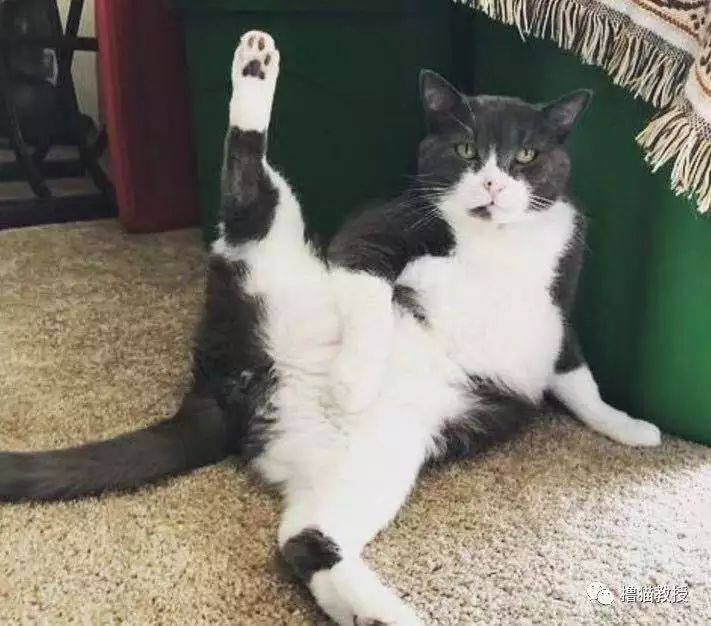 盘点2018年最火的猫咪,全球的沙雕猫都在这里了!