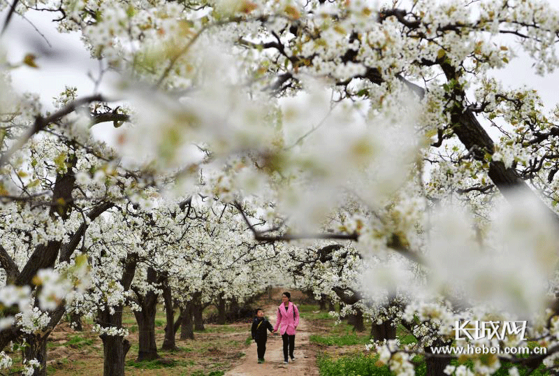小梨花撬动大市场 赵县清明假期旅游收入突破8000万元