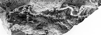 有鳞类动物最古老“祖先”的化石标本。图片来源：《自然》