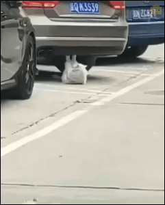 我的宝可梦怕是长睡不醒 动图 直面会时间再叫醒我