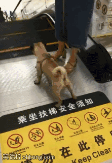 搞笑gif:看看筷子,再看看厕所里蹲坑儿!