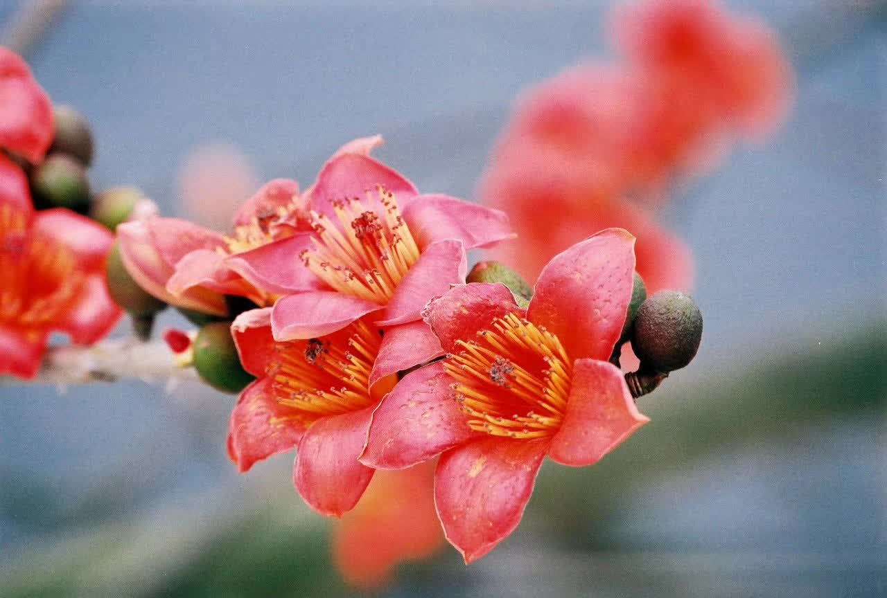 木棉花的19种煲汤方法，当真是花式煲汤