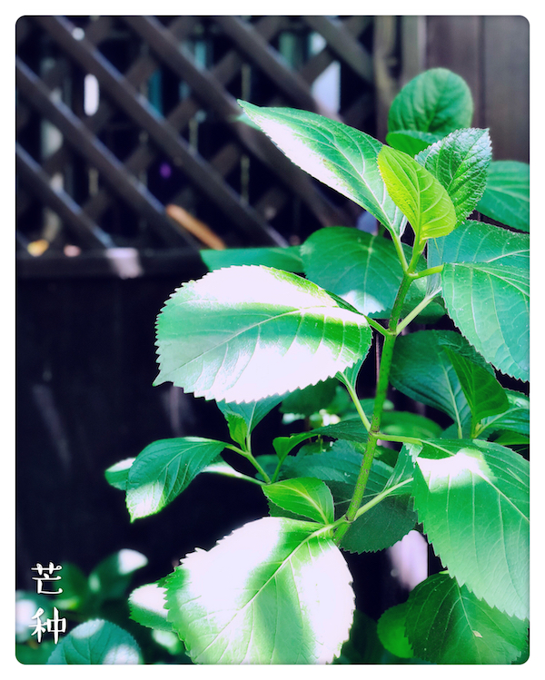 视频|芒种:手工曲奇薏米水,闲身自喜浑无事