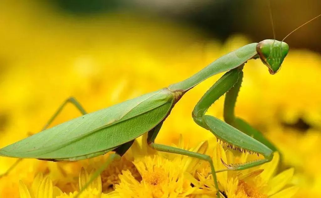 汪曾祺|夏天的昆虫