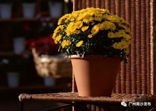 年花年桔别乱扔！除了送到收集点还能这样做