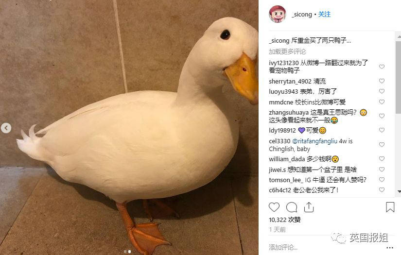 王思聪买的鸭子果然不同 柯尔鸭又名小叫鸭长不大