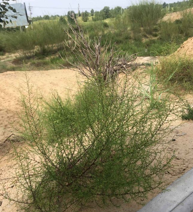 过敏性鼻炎成为榆林人民的痛!榆林下决心治理