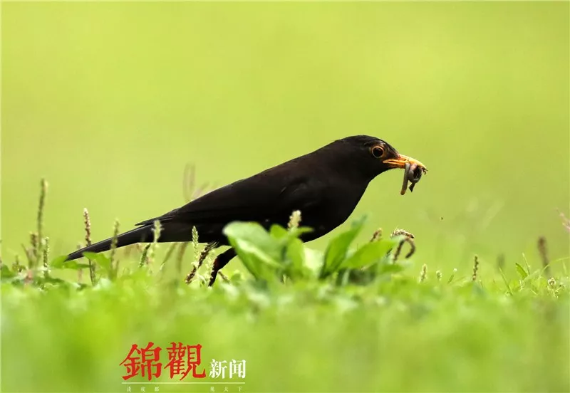 金沙直营国际博彩官网-ETC安装“用力过猛”好事能否真办好